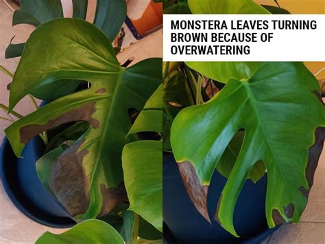 9 Causes of Monstera Leaves Turning Brown (And How To Fix)